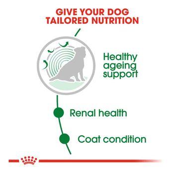 Royal Canin Wet Dog Food Mini Ageing in Gravy 85g
